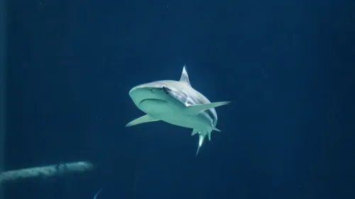Des requins venimeux découverts dans un fleuve !